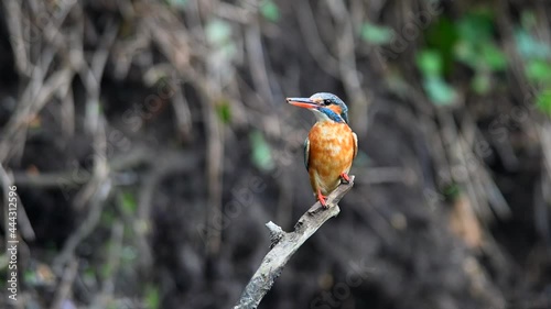 Common Kingfisher Alcedo atthis adult female landing on a branch photo