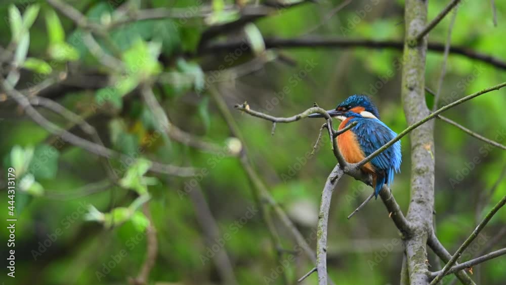 Common Kingfisher Alcedo atthis adult female sitting on a branch in tree and looking around guarding their nest Common Kingfisher Alcedo atthis adult female sitting on a branch in tree and looking around guarding their nest
