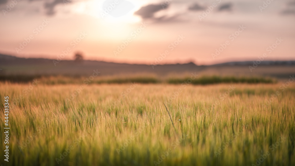 wheat field at the sunset