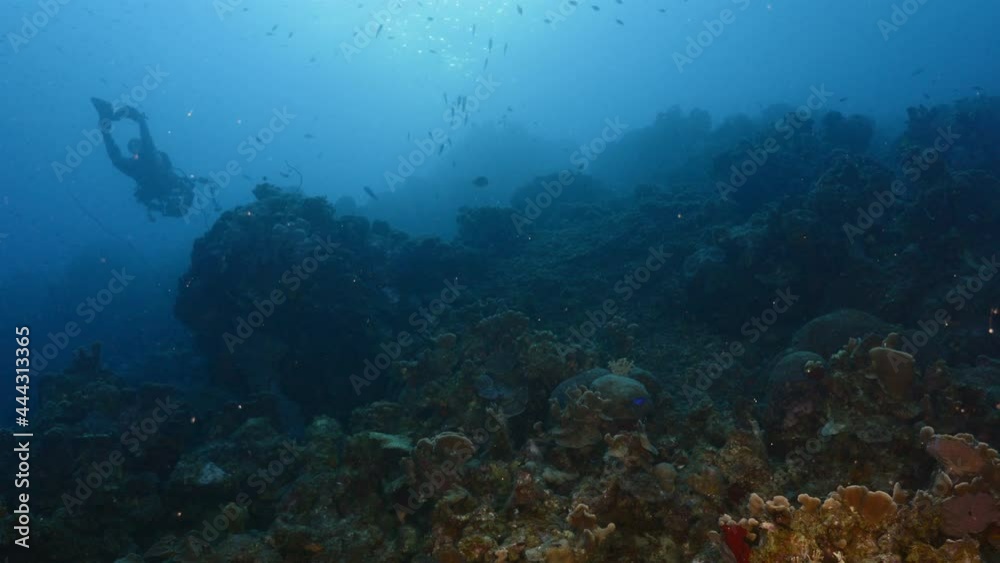 Seascape with various fish, coral and sponge in coral reef of Caribbean Sea, Curacao Seascape with various fish, coral and sponge in coral reef of Caribbean Sea, Curacao