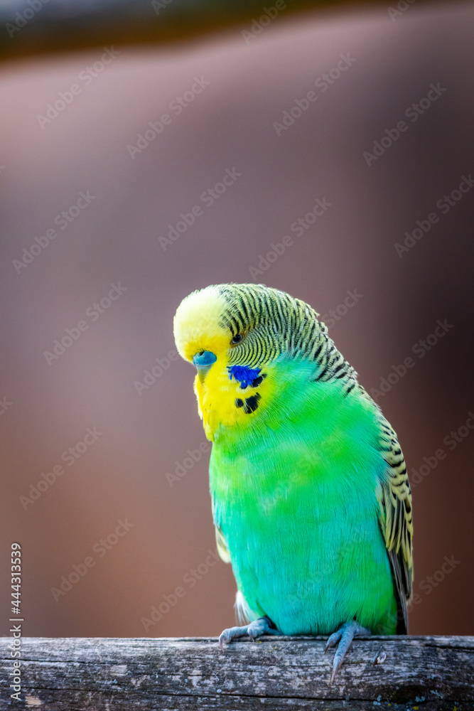 Budgerigar bird (latin name Melopsittacus undulatus). Multiple colored bird is famous pet. Budgerigar bird (latin name Melopsittacus undulatus). Multiple colored bird is famous pet.
