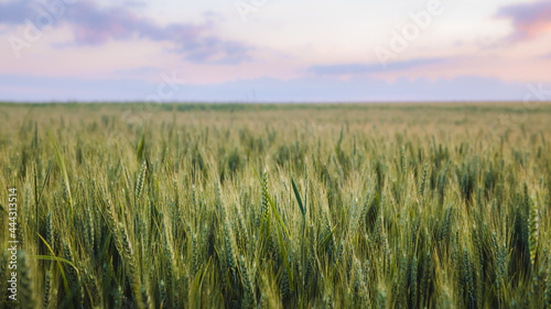 Many ears of wheat from a field