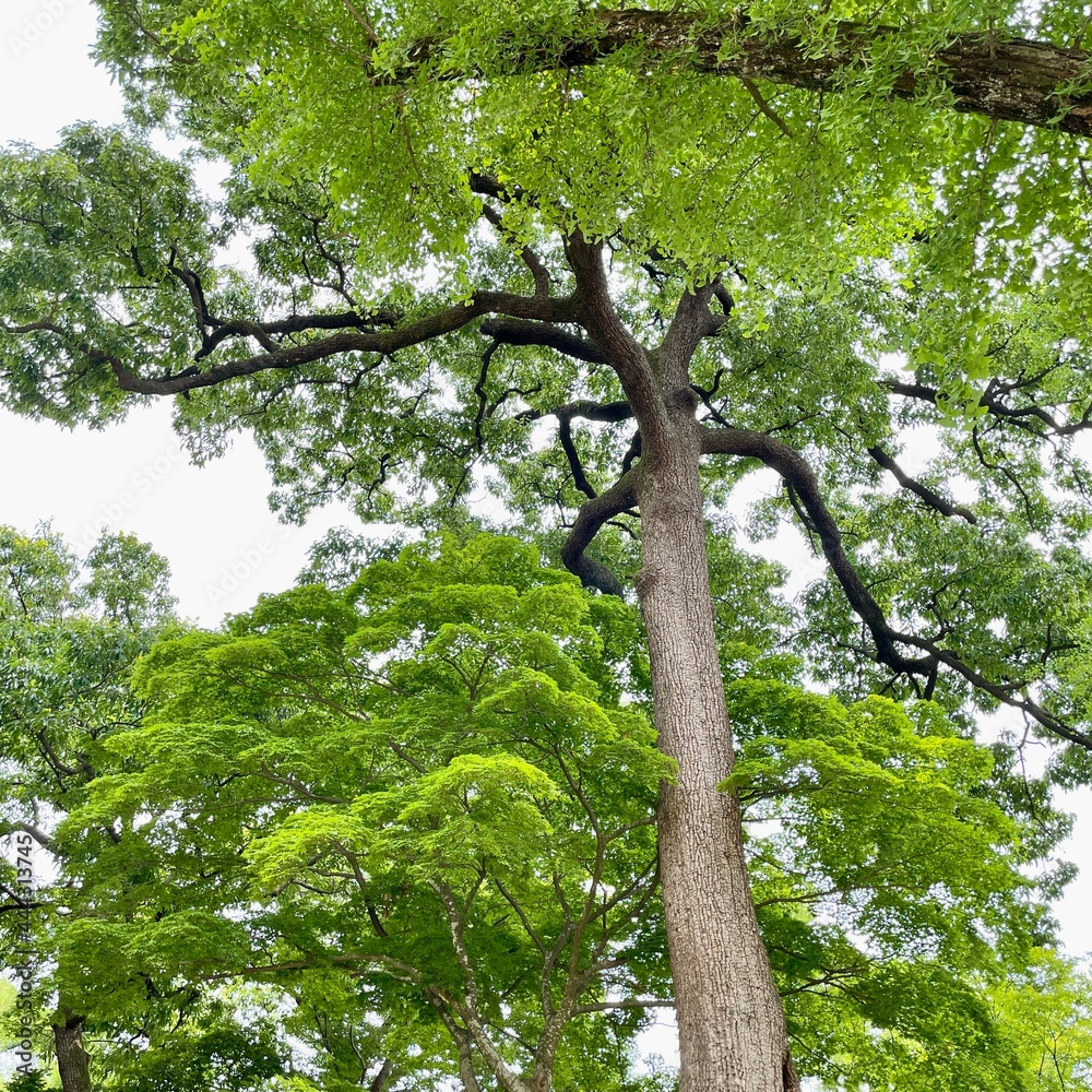 Fototapeta premium tree in the park