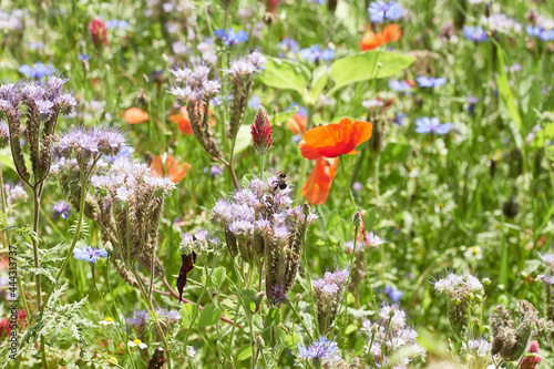 Blooming summer meadow with colorful wild flowers.