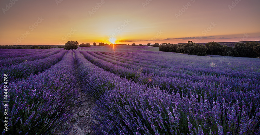Obraz premium Campos de Lavanda de Brihuega, atardecer con colores morados