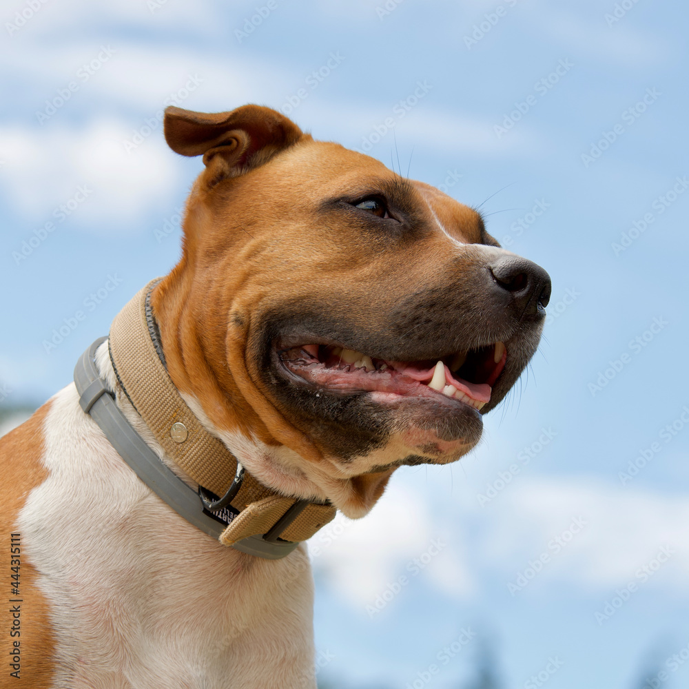 Cute American Staffordshire Terrier dog head
