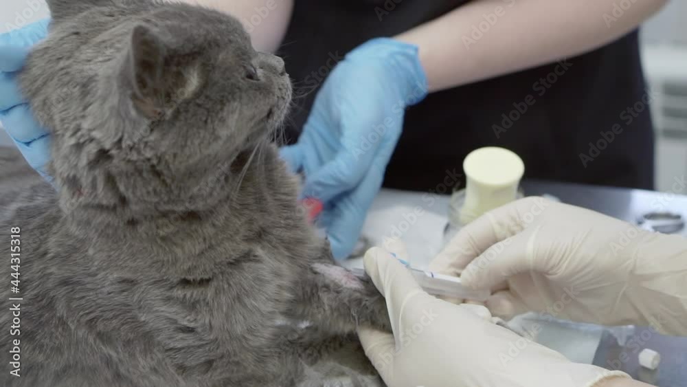 Blood sampling for analysis from a cat with a catheter. Blood sampling for analysis from a cat with a catheter.