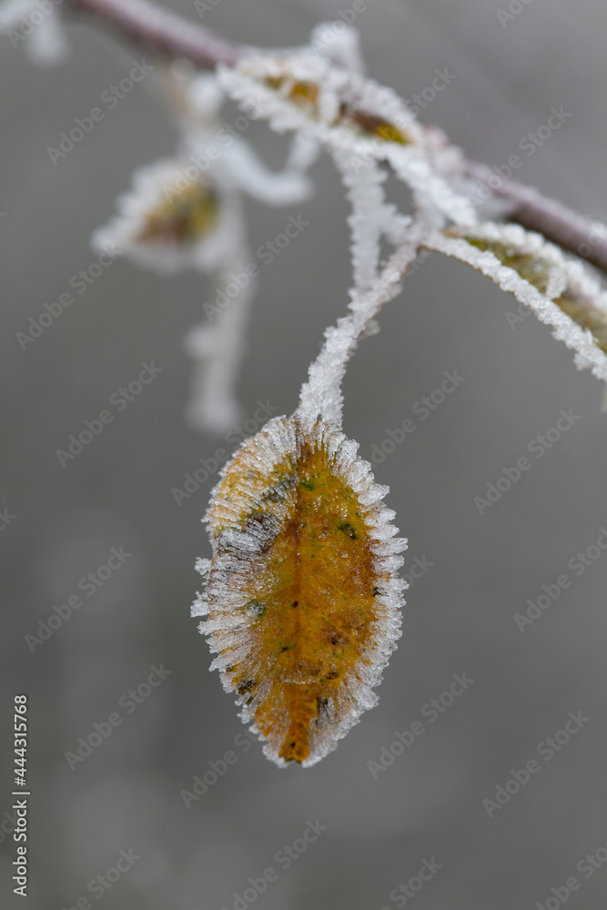 Fototapeta premium frost on various plants or leaves