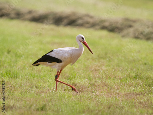 A Stork with a ring on its leg walks through a freshly mown meadow