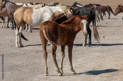 Wild Horse in the Utah Desert in Summer