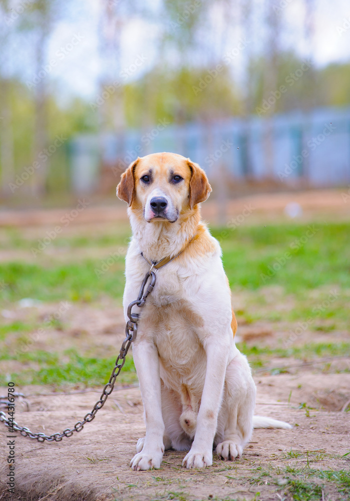 Cute sad dog on a metallic leash