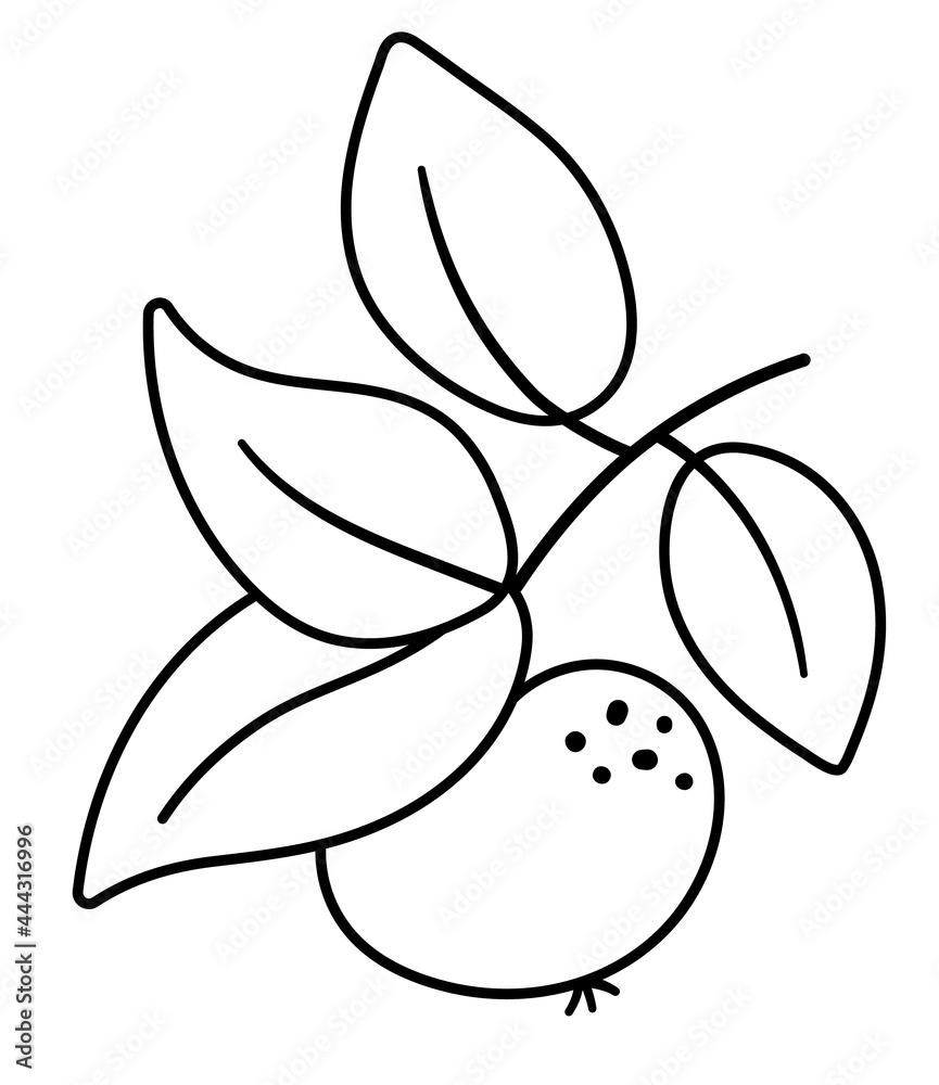 Vector black and white apple twig with leaves. Autumn fruit line icon. Garden harvest style illustration isolated on white background.. Vector black and white apple twig with leaves. Autumn fruit line icon. Garden harvest style illustration isolated on white background..