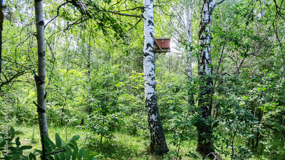 Fototapeta premium Bee hives with honey high on the trees in the forest.