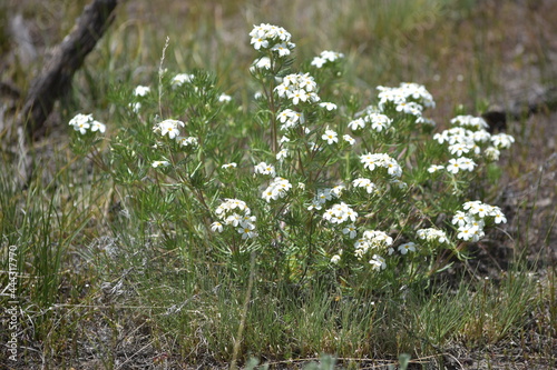 flowers in the grass