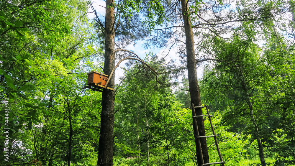Fototapeta premium Bee hives with honey high on the trees in the forest.