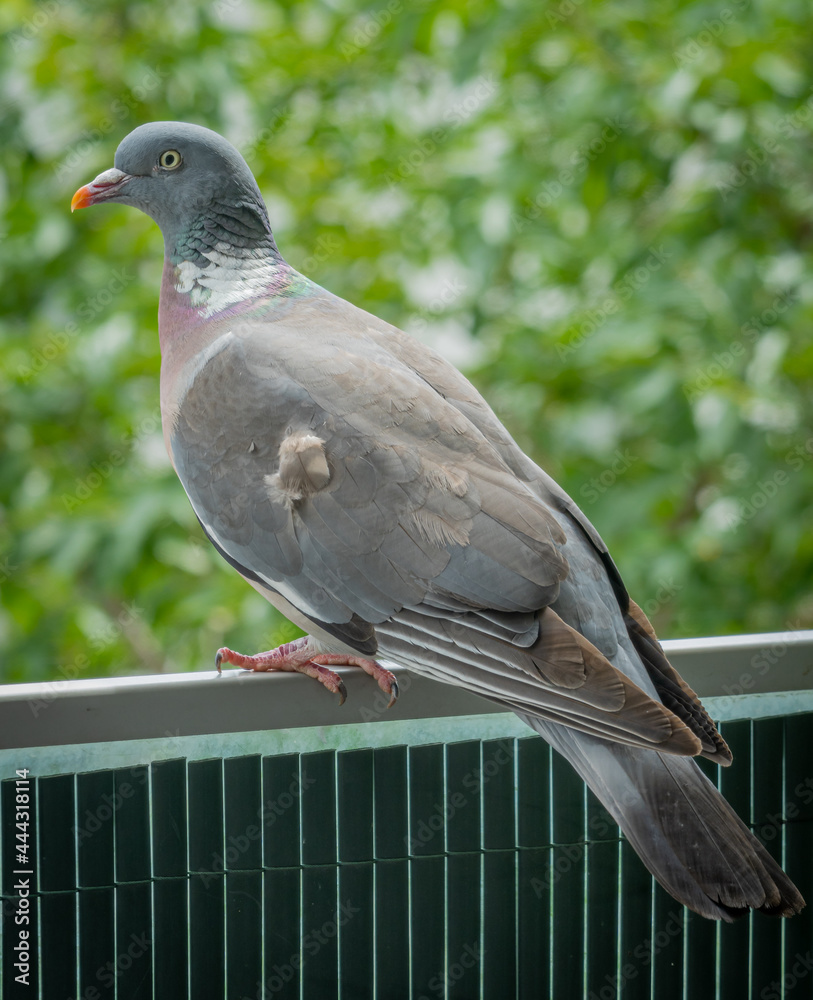 Obraz premium Gennevilliers, France - 07 04 2021: Close up photo of a wood pigeon on a railing