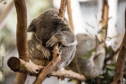 Koala durmiendo sobre arbolito