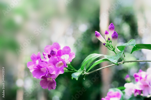 A bouquet of Mansoa alliacea flower stalks that bloom beautifully in the sun. photo