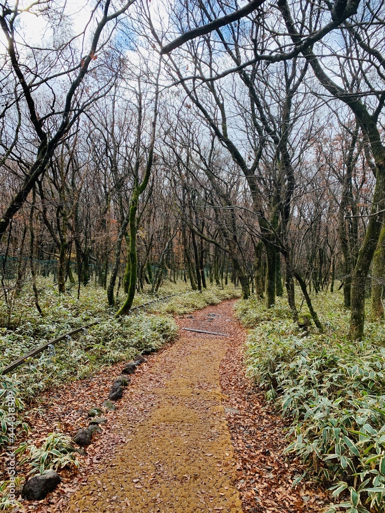 Fototapeta premium path in the woods