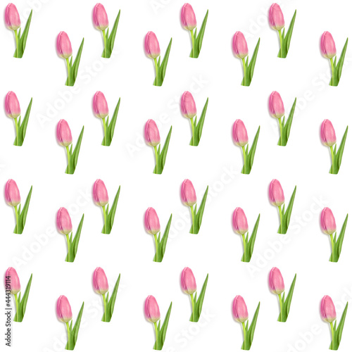 Pink tulip pattern on white. Beautiful spring background.