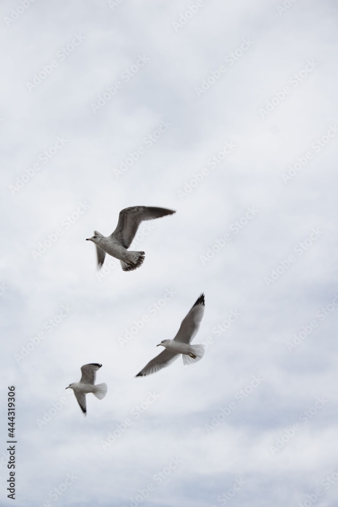 seagull in flight seagull in flight