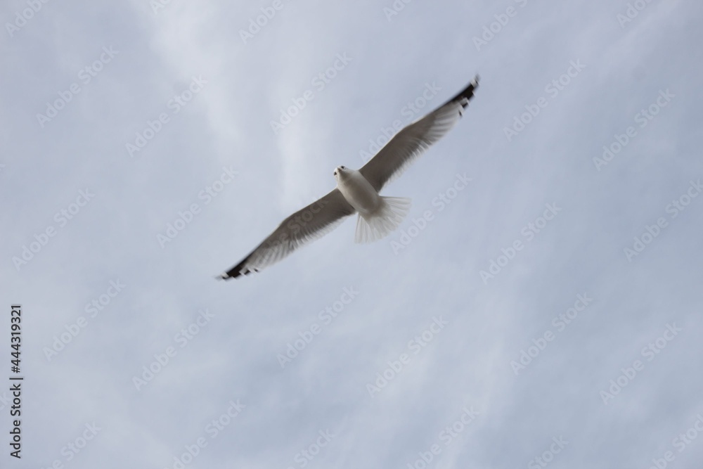 Obraz premium seagull in flight