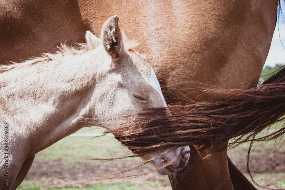 Obraz premium Got your filly 