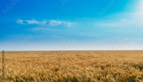 field of yellow ripening wheat against the blue sky