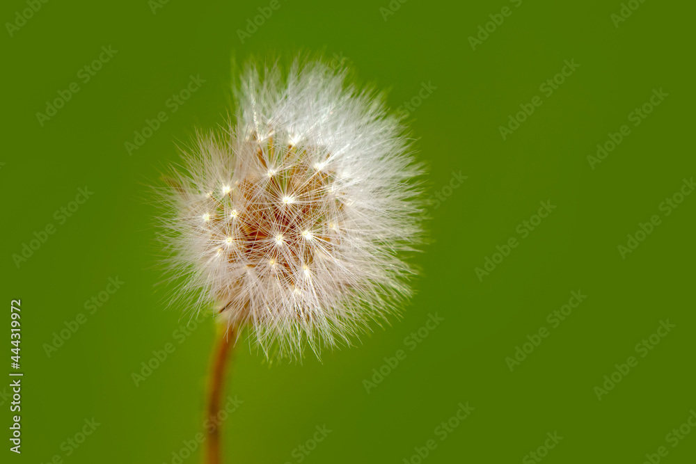 Naklejka Dandelion seeds close up blowing in green background