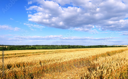 A yellow wheat field  with fallen ripe ears. Wide frame  space  open horizon.