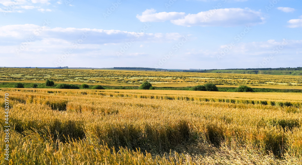 A yellow wheat field, with fallen ripe ears. Wide frame, space, open horizon.