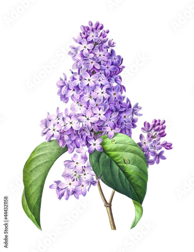 Vintage illustration in Hand drawn Lilac design element Free download It`s perfect for fabrics, t-shirts, mugs, decals, pillows, logo, pattern and much more!