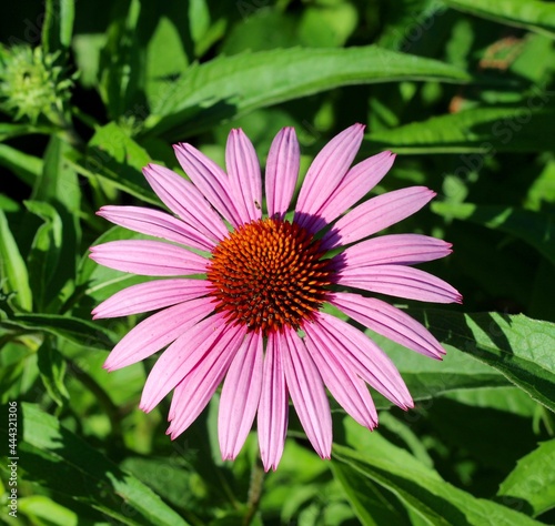 A close view of the pink coneflower in the garden.