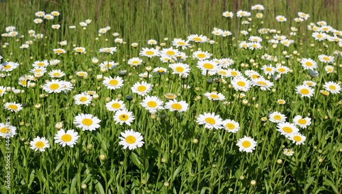 A close view of the daisies in the field on a sunny day.
