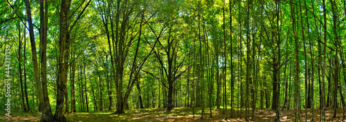 Fototapeta Naklejka Na Ścianę i Meble -  panorama in the green deciduous forest