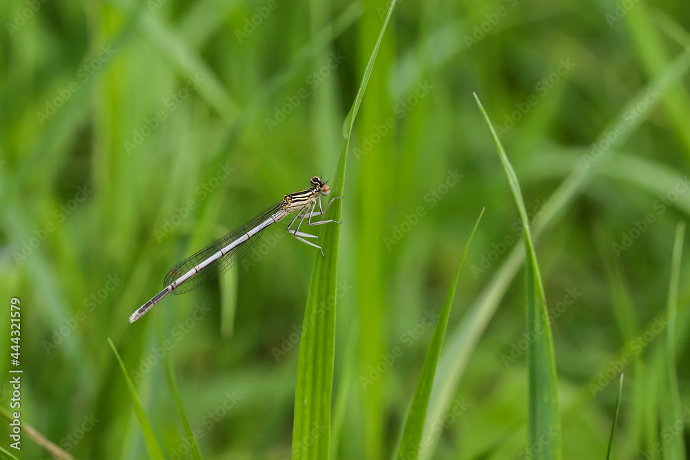 Strikoza on a branch
A small long light dragonfly in brown stripes with large eyes and transparent wings on the plant. Insects in nature. Strikoza on a branch
A small long light dragonfly in brown stripes with large eyes and transparent wings on the plant. Insects in nature.