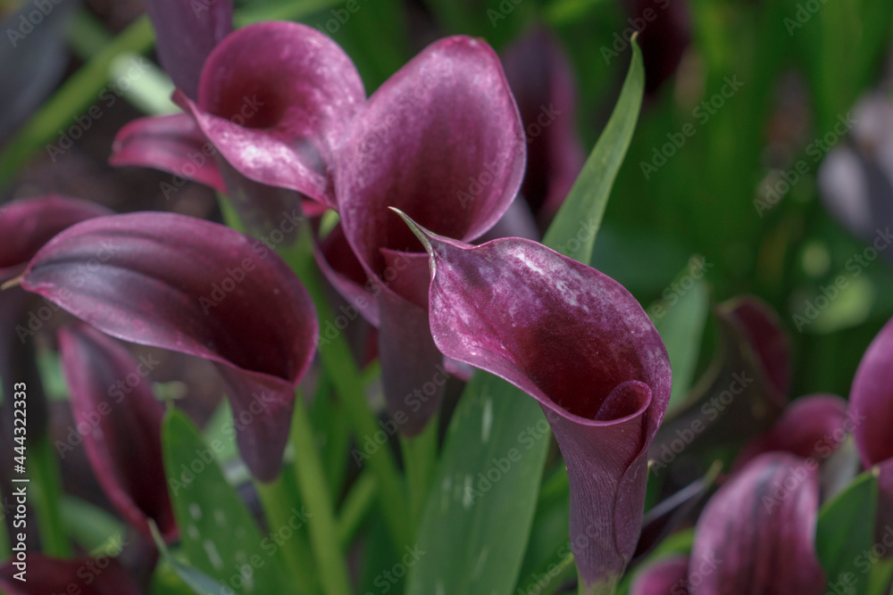 Beautiful Purple Cali Lily