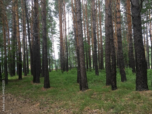 trees in the forest © Роман Щербаков