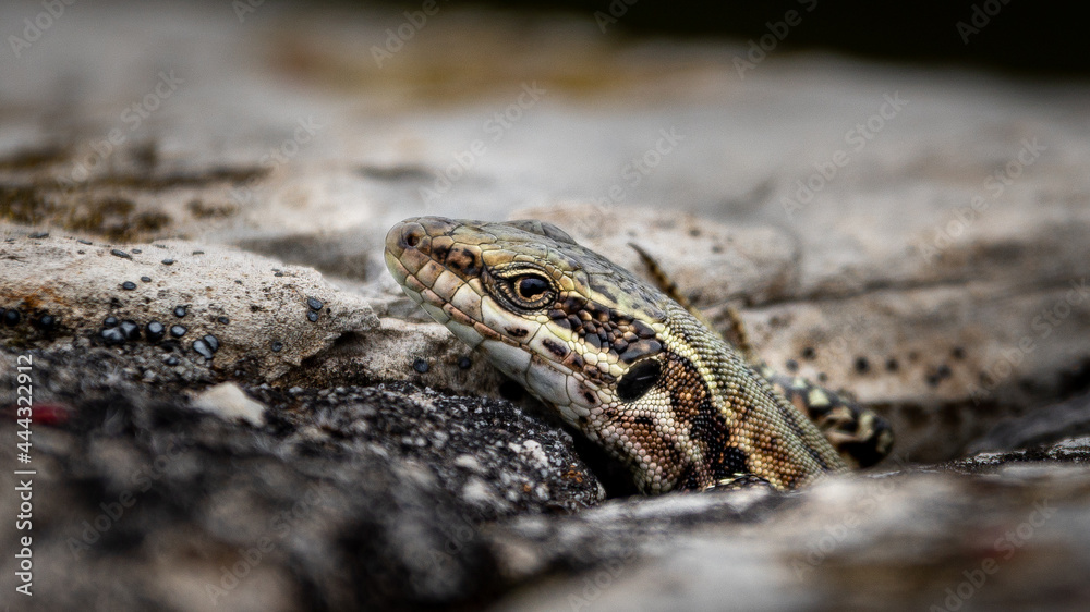 Podarcis muralis, Lagartija Podarcis muralis, Lagartija