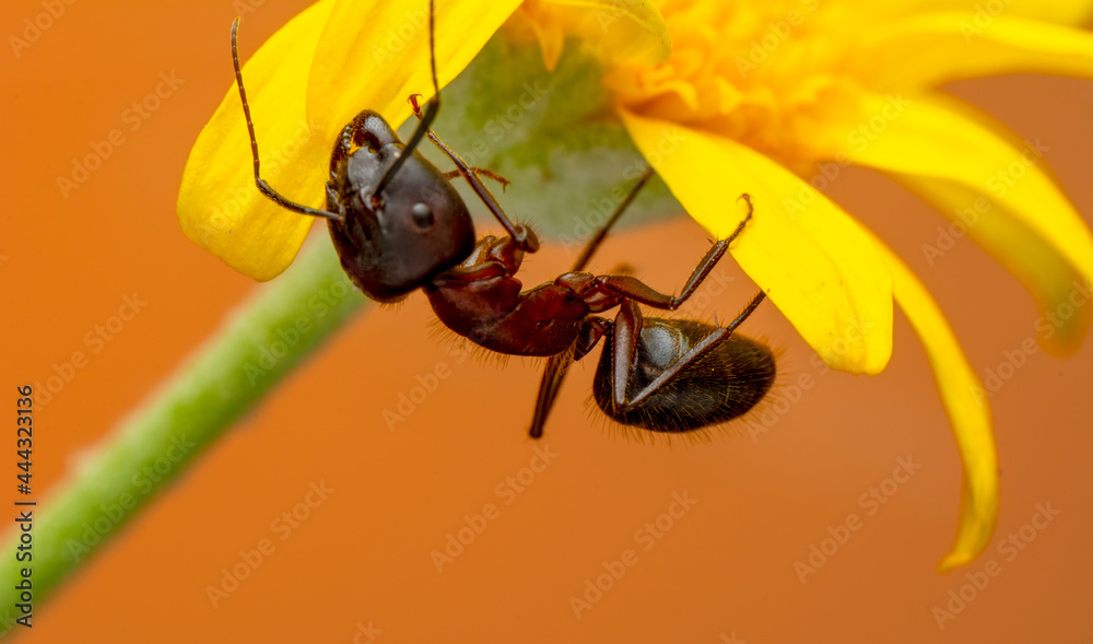 Fototapeta premium Beautiful Strong jaws of red ant close-up