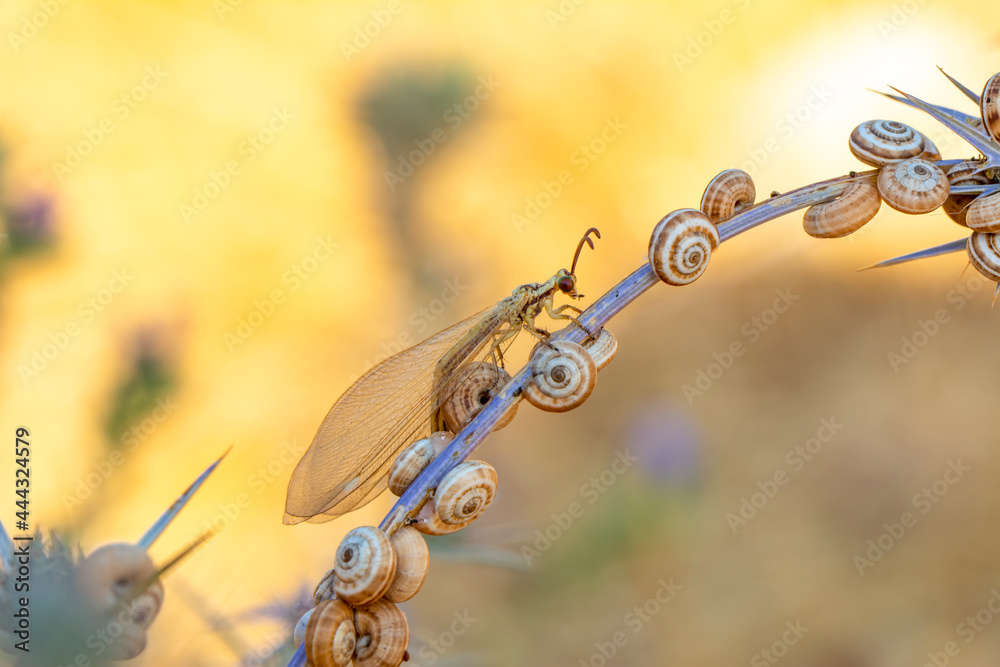 Owlfly Libelloides macaronius net-winged insect Owlfly Libelloides macaronius net-winged insect