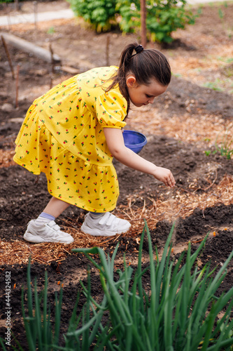 life style, full-length portrait of elementary school girl in dress helps her parents in garden and plants seeds of plants or vegetables in garden beds in backyard. 