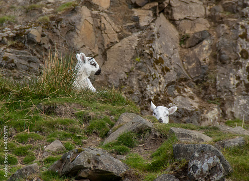 Lambs wandering in the Scottish Highlands, UK