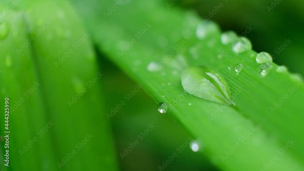 Slow Motion Shot of Droplet Falling from Fresh transparent dew. Morning diffuse lighting. Macro mode. Slow Motion Shot of Droplet Falling from Fresh transparent dew. Morning diffuse lighting. Macro mode.