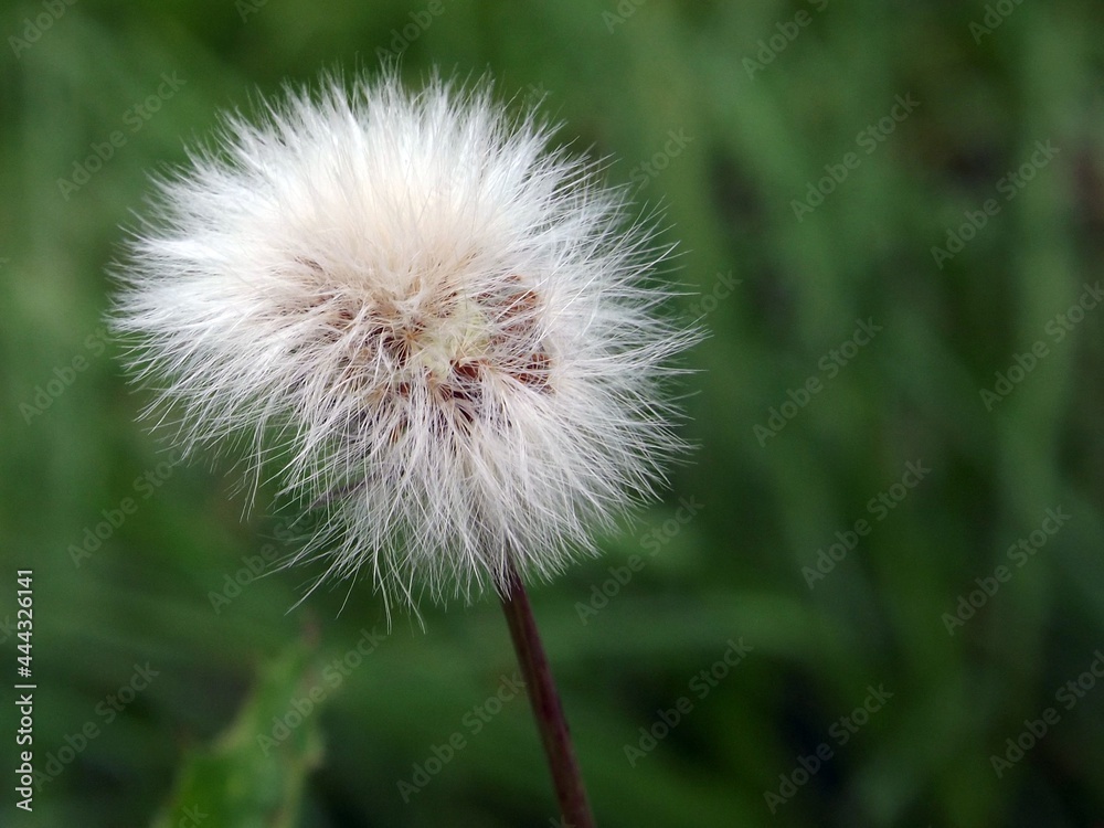 dandelion on green background