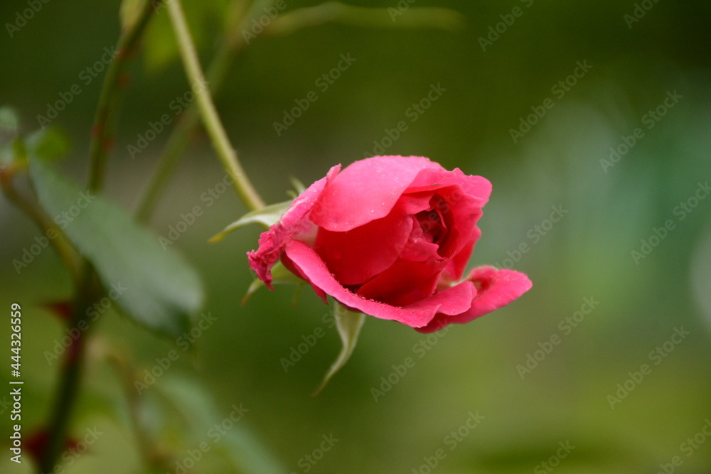 Little pink rose on a blurred green background Little pink rose on a blurred green background