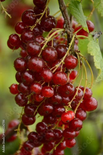  Large bunch of red currant berries close up