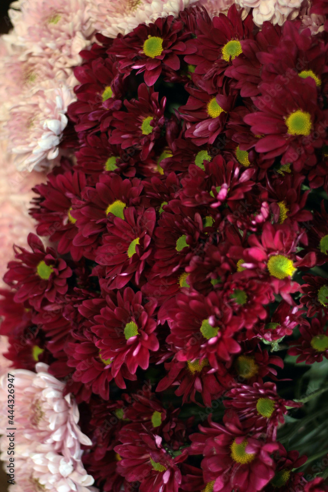 Fototapeta premium Margaritas