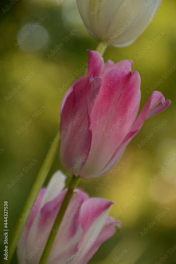 Obraz premium Delicate pink tulips on a blurred background