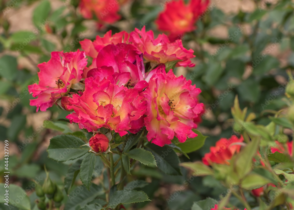 Rose Summer of Love. Selected sorts of exquisite roses Rose Summer of Love. Selected sorts of exquisite roses